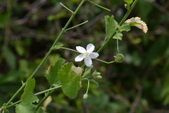 Hibiscus micranthus